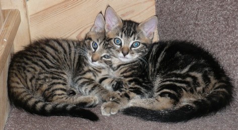 Cat sitting and pet care services.